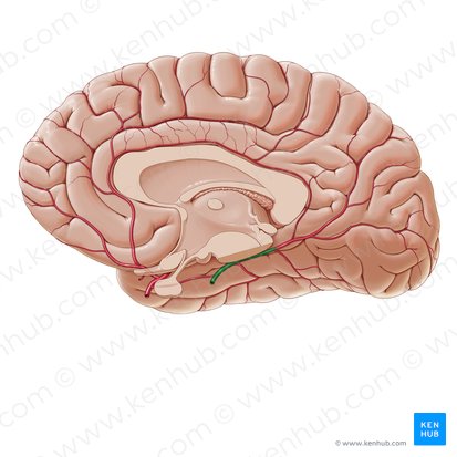 Artéria cerebral posterior (Arteria posterior cerebri); Imagem: Paul Kim