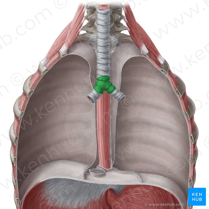 Bifurcación traqueal (Bifurcatio tracheae); Imagen: Yousun Koh