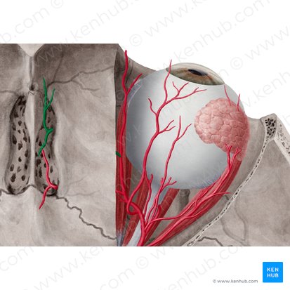 Arteria etmoidal anterior (Arteria ethmoidalis anterior); Imagen: Yousun Koh