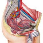 Inferior vesical artery