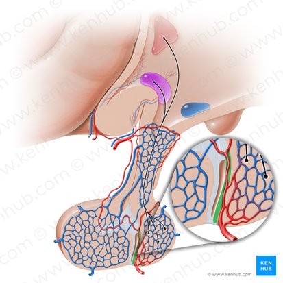 Partie intermédiaire de l'hypophyse (Pars intermedia hypophysis); Image : Paul Kim