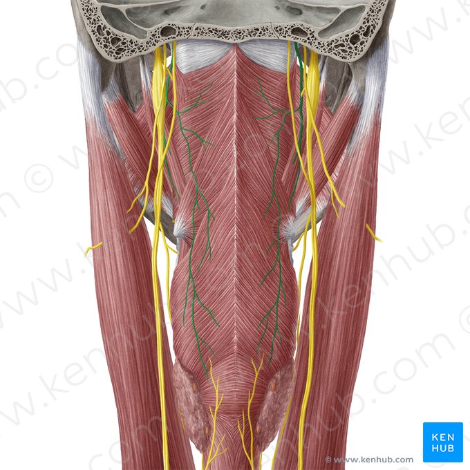 Nervo glossofaríngeo (Nervus glossopharyngeus); Imagem: Yousun Koh