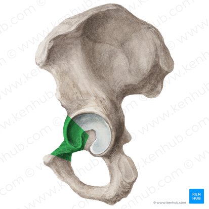 Rama superior del pubis (Ramus superior ossis pubis); Imagen: Liene Znotina