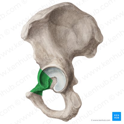 Superior ramus of pubis (Ramus superior ossis pubis); Image: Liene Znotina