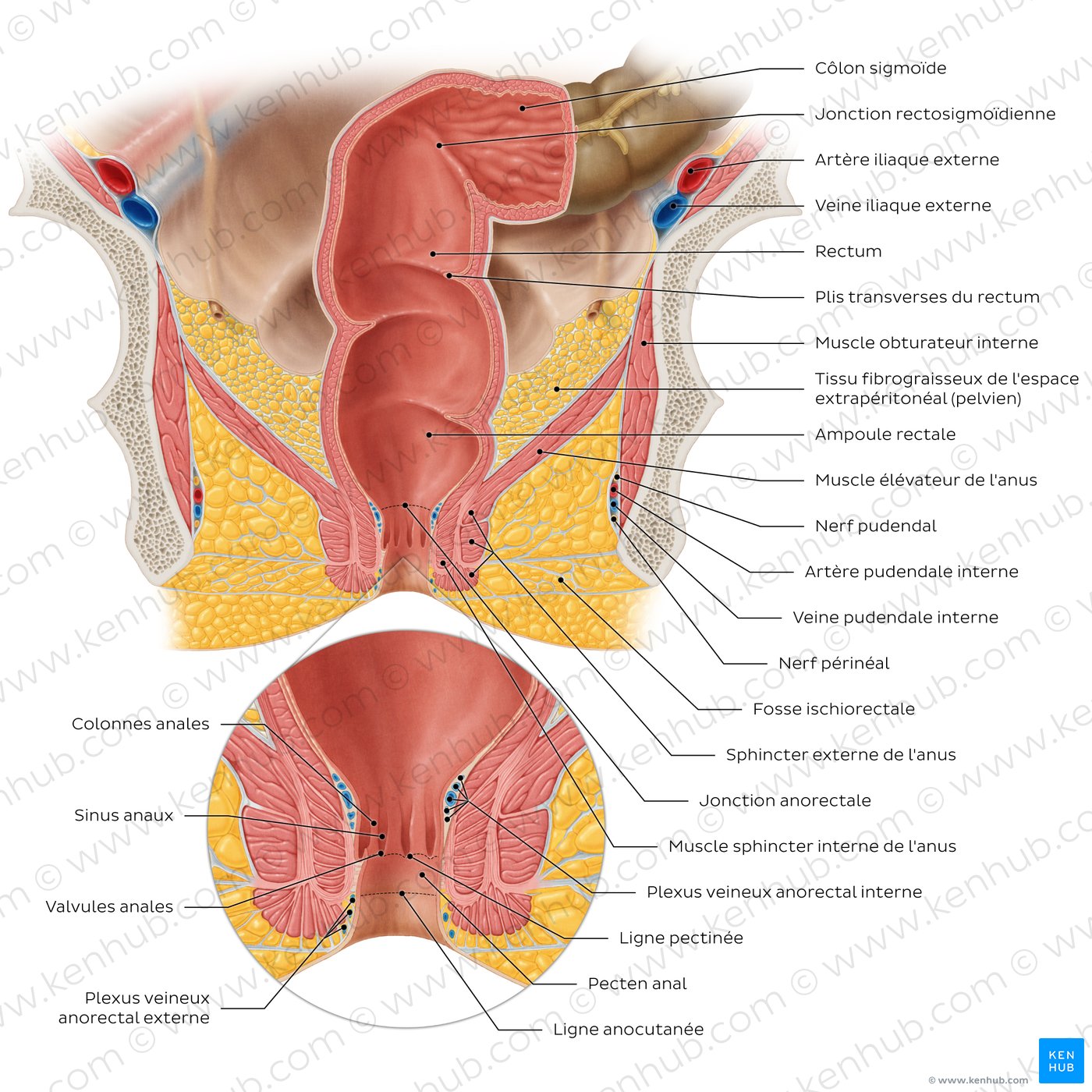 Rectum and anal canal