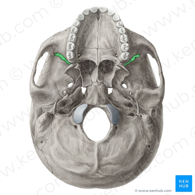 Inferior orbital fissure (Fissura orbitalis inferior); Image: Yousun Koh