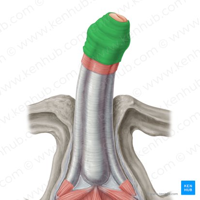 Preputium penis (Penisvorhaut); Bild: Samantha Zimmerman