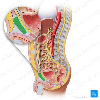 Symphysis pubica (Schambeinfuge); Bild: Paul Kim