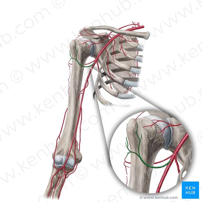 Artéria circunflexa anterior do úmero (Arteria circumflexa anterior humeri); Imagem: Yousun Koh