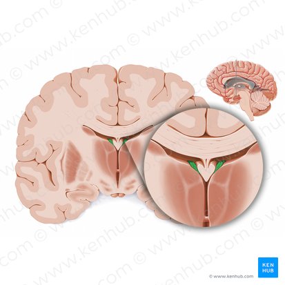 Choroid plexus of lateral ventricle (Plexus choroideus ventriculi lateralis); Image: Paul Kim