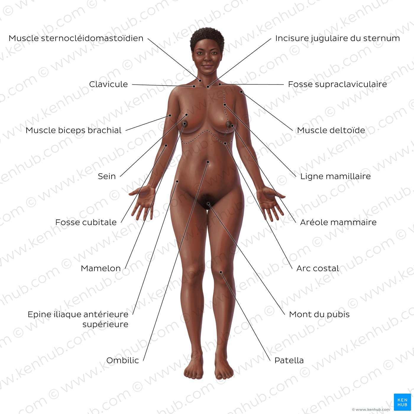 Anatomie de surface du corps féminin (vue antérieure)