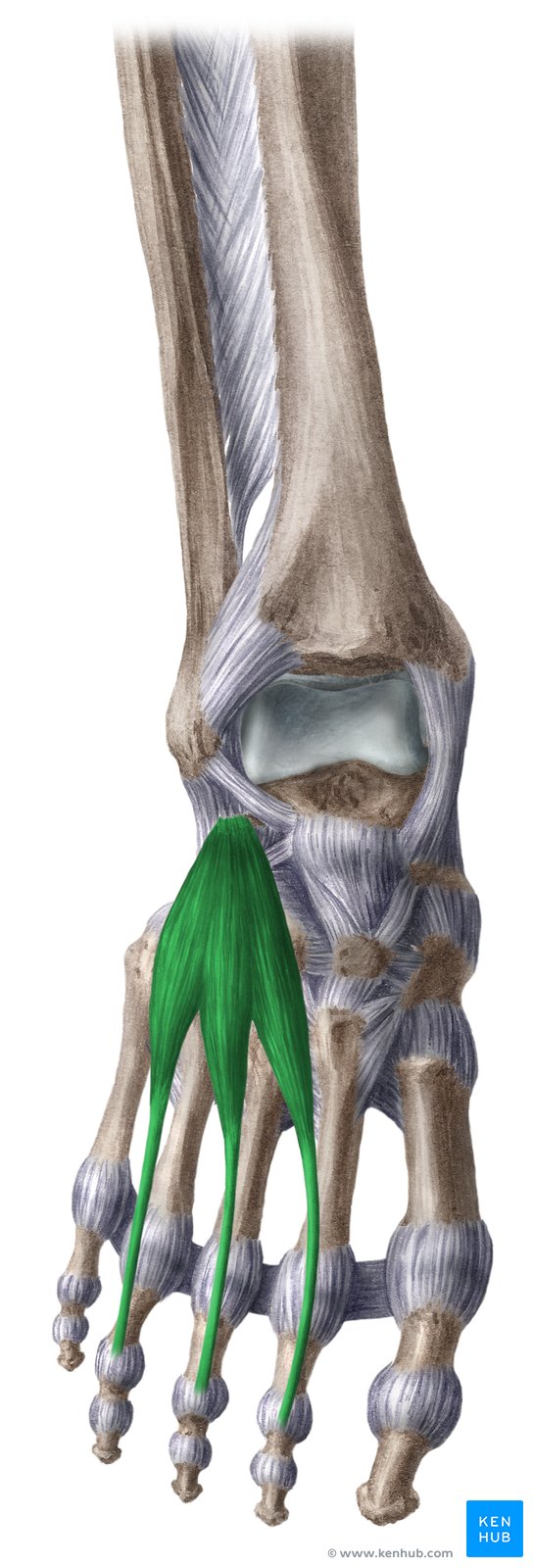 Músculo extensor curto dos dedos (verde) - vista anterior