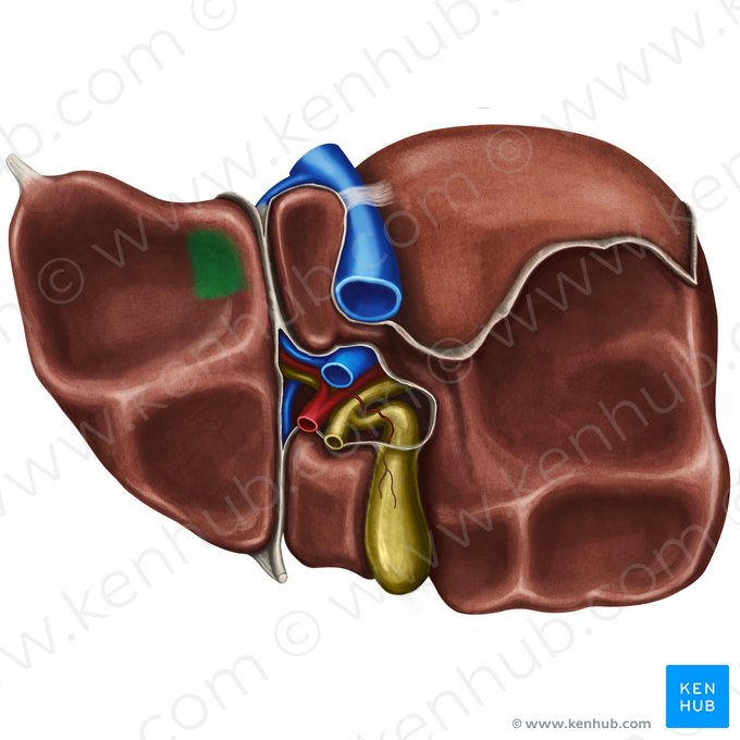 Impresión esofágica en el hígado (Impressio oesophagea hepatis); Imagen: Irina Münstermann