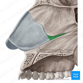 Processo posterior da cartilagem do septo nasal (Processus posterior cartilaginis septi nasi); Imagem: Yousun Koh