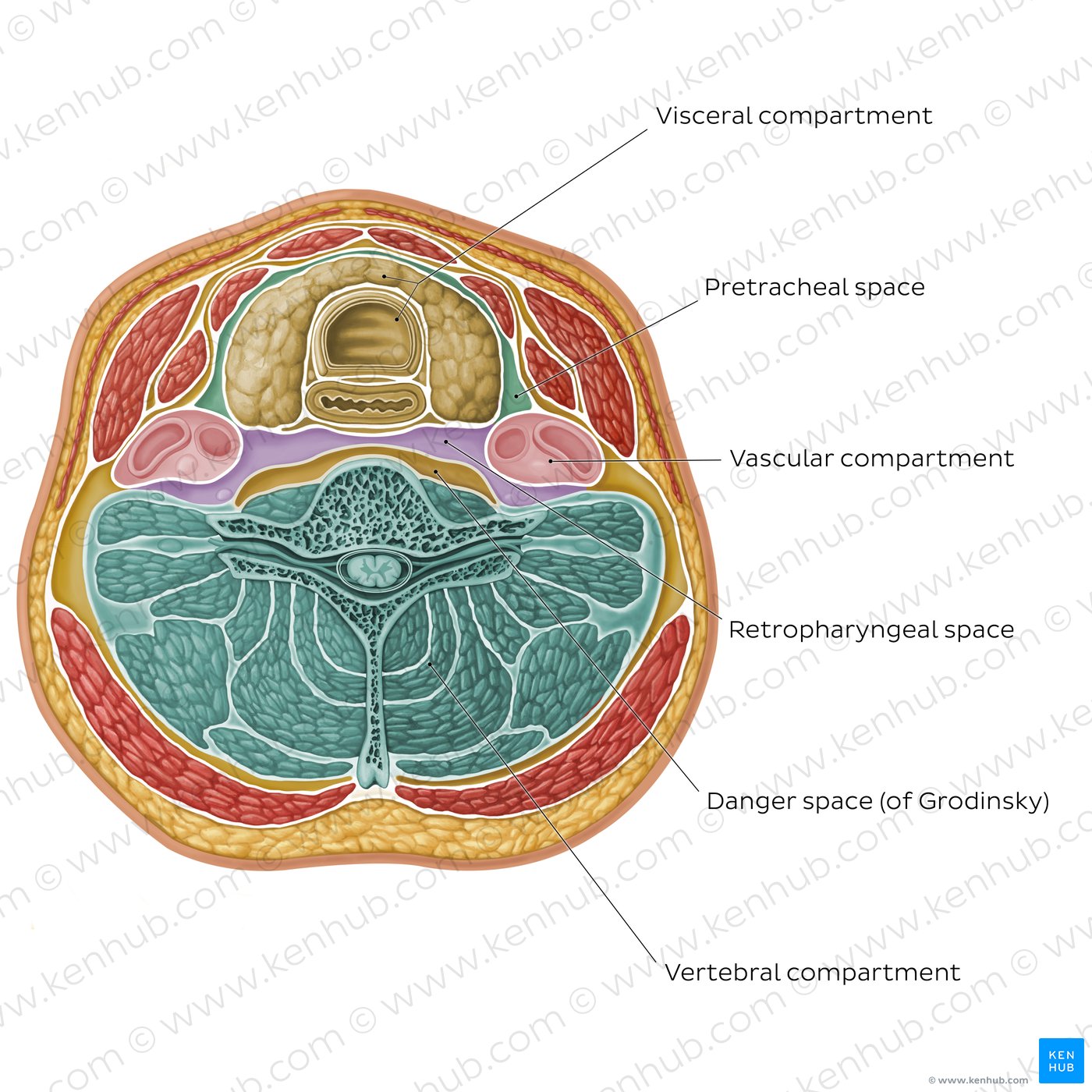 Compartments of the neck