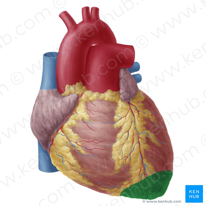 Apex of heart (Apex cordis); Image: Yousun Koh