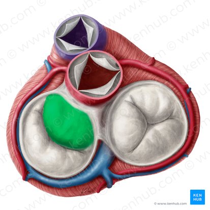 Cúspide anterior da valva mitral (Cuspis anterior valvae atrioventricularis sinistrae); Imagem: Yousun Koh