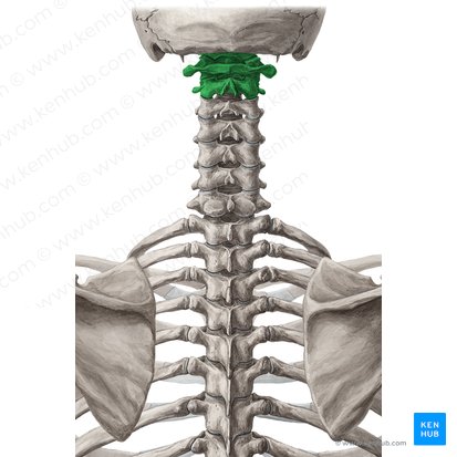 Craniovertebral joints (Juncturae craniovertebrales); Image: Yousun Koh