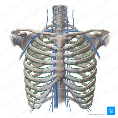 Vena intercostalis anterior (Vordere Zwischenrippenvene); Bild: Yousun Koh