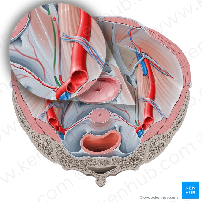 Arteria obturatriz (Arteria obturatoria); Imagen: Paul Kim