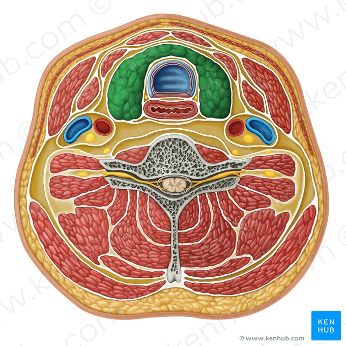 Glândula tireoide (Glandula thyroidea); Imagem: Irina Münstermann