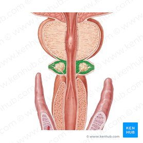 External urethral sphincter (male) (Musculus sphincter urethrae externus (masculinus)); Image: Samantha Zimmerman