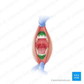 Oral vestibule (Vestibulum oris); Image: Paul Kim