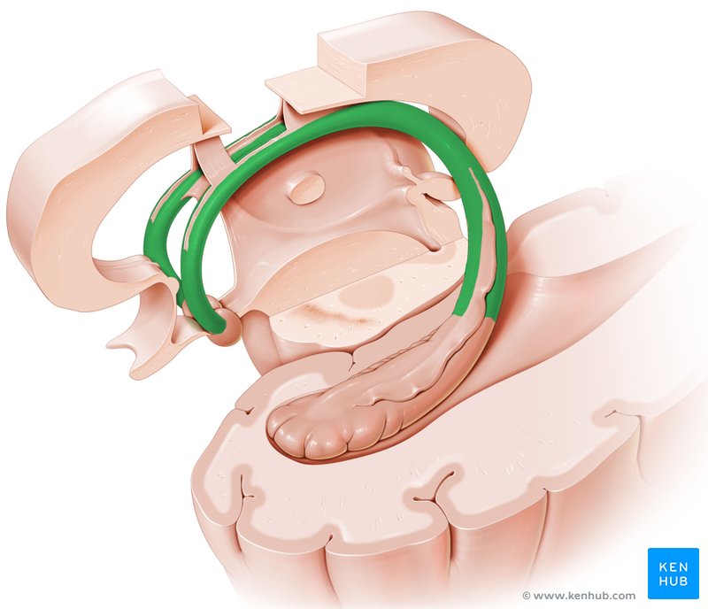 Fornix - lateral-left view