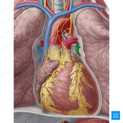 Veias pulmonares esquerdas (Venae pulmonales sinistrae); Imagem: Yousun Koh