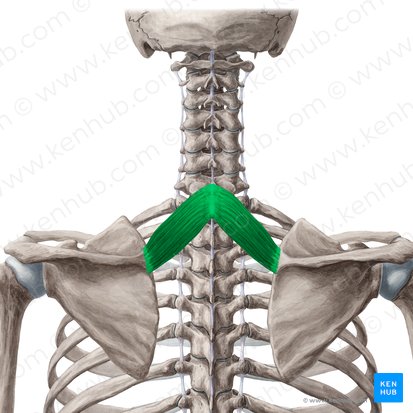 Rhomboid minor muscle (Musculus rhomboideus minor); Image: Yousun Koh