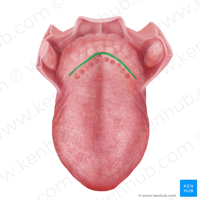 Sulcus terminalis linguae (Endfurche der Zunge); Bild: Begoña Rodriguez