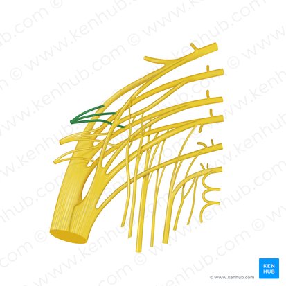 Superior gluteal nerve (Nervus gluteus superior); Image: Begoña Rodriguez