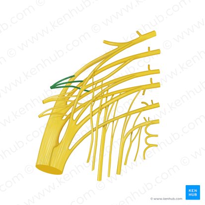 Nervio glúteo superior (Nervus gluteus superior); Imagen: Begoña Rodriguez