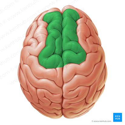 Superior frontal gyrus (Gyrus frontalis superior); Image: Paul Kim