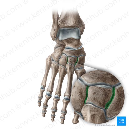 Articulações intercuneiformes (Articulationes intercuneiformes); Imagem: Liene Znotina