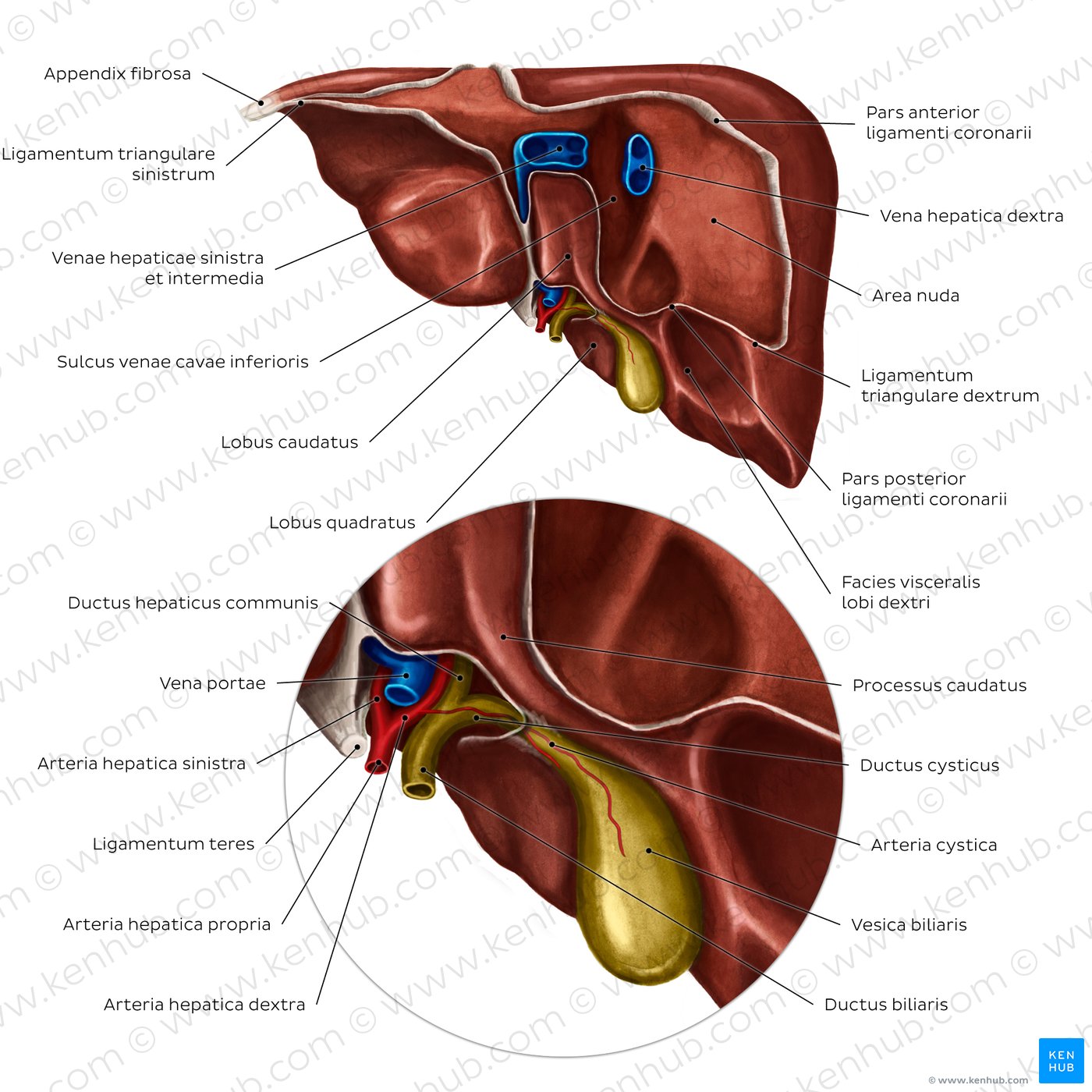 Anatomie der Leber - Ansicht von posterior