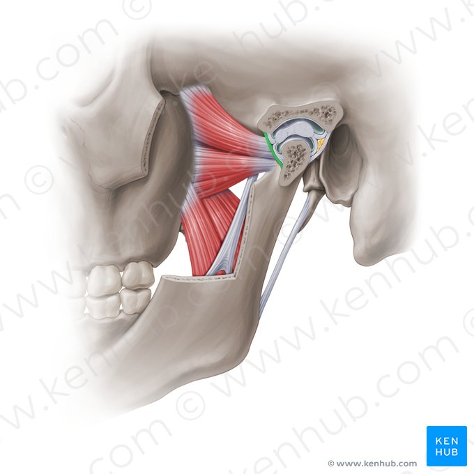 Cápsula articular anterior da articulação temporomandibular (Capsula articularis anterior articulationis temporomandibularis); Imagem: Paul Kim