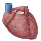 Right coronary artery