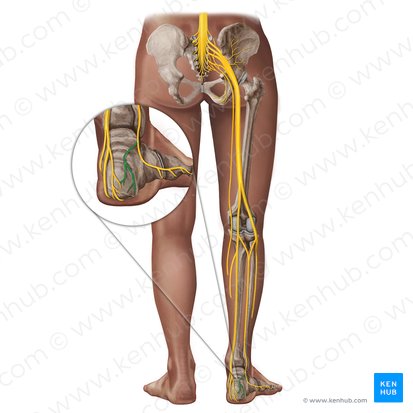 Ramos calcáneos laterales del nervio sural (Rami calcanei laterales nervi suralis); Imagen: Irina Münstermann