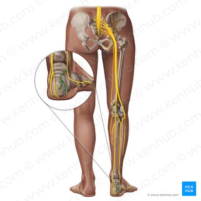 Lateral calcaneal branches of sural nerve (Rami calcanei laterales nervi suralis); Image: Irina Münstermann