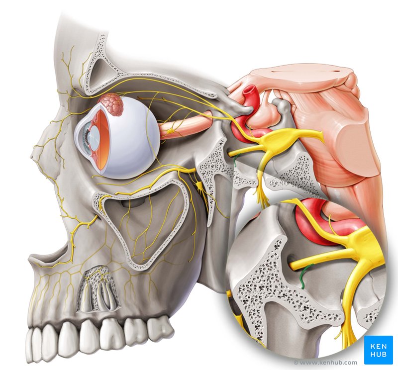 Meningeal branch of maxillary nerve - lateral-left view