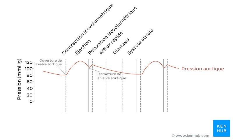 La courbe de la pression aortique dans le diagramme de Wiggers