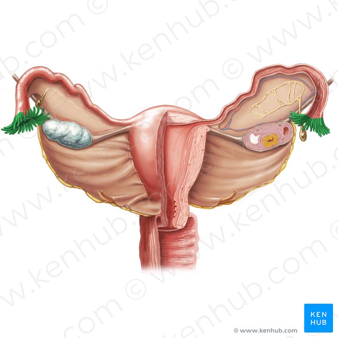 Fimbrias de la tuba uterina (Fimbriae tubae uterinae); Imagen: Samantha Zimmerman