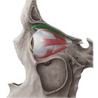 Musculus levator palpebrae superioris