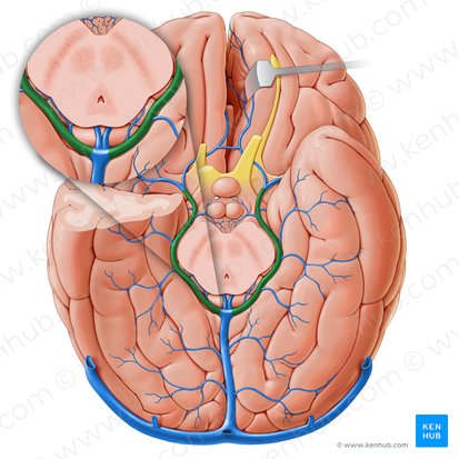 Veia basal (Vena basalis); Imagem: Paul Kim