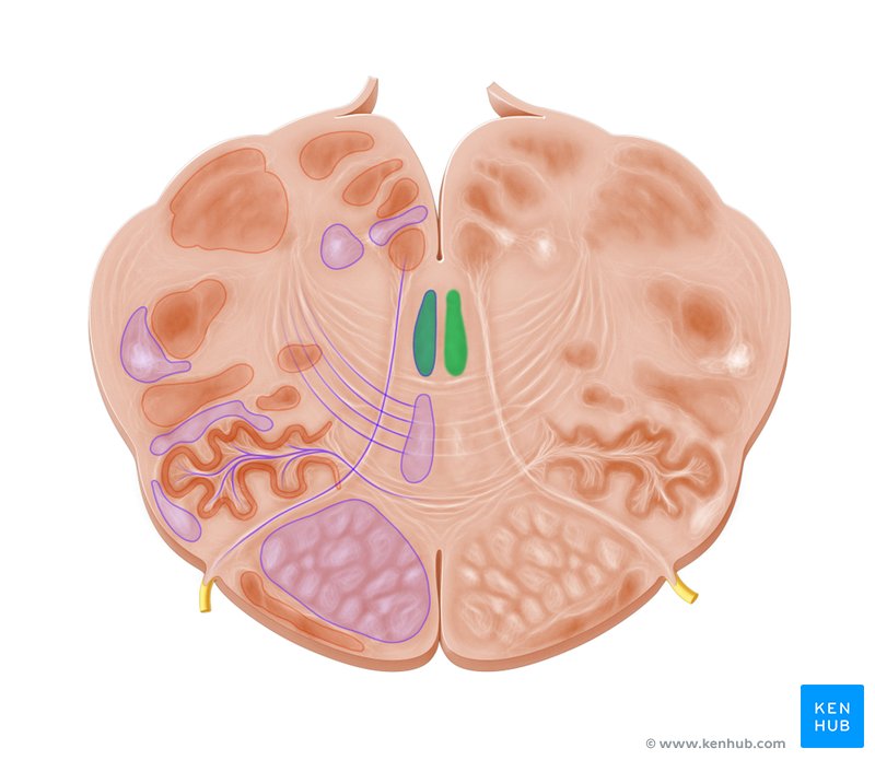 Medial longitudinal fasciculus - cross-sectional view