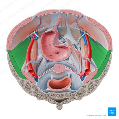Iliacus muscle (Musculus iliacus); Image: Paul Kim
