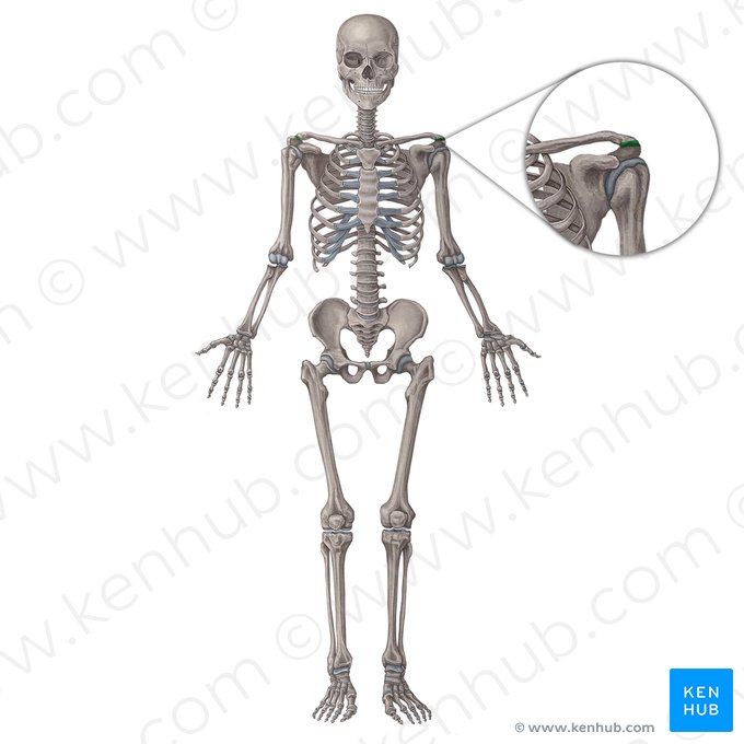 Articulación acromioclavicular (Articulatio acromioclavicularis); Imagen: Irina Münstermann