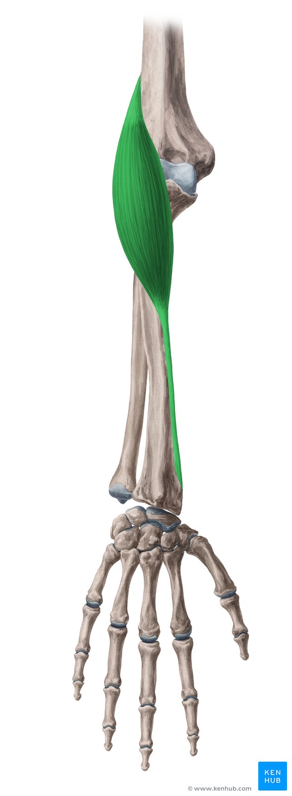 Brachioradialis - pronated forearm