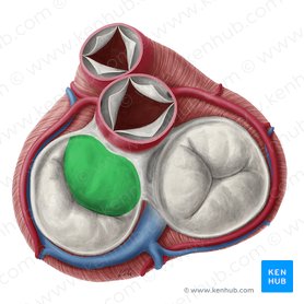 Anterior leaflet of left atrioventricular valve (Cuspis anterior valvae atrioventricularis sinistrae); Image: Yousun Koh